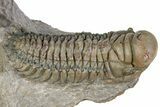 Detailed Crotalocephalina Trilobite - Atchana, Morocco #312817-1